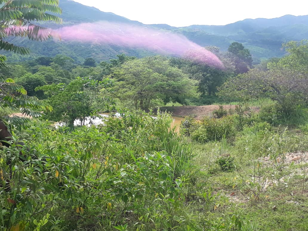 Finca Especial Para La Cria Y Ceba De Ganado Vacuno Tu Inversion